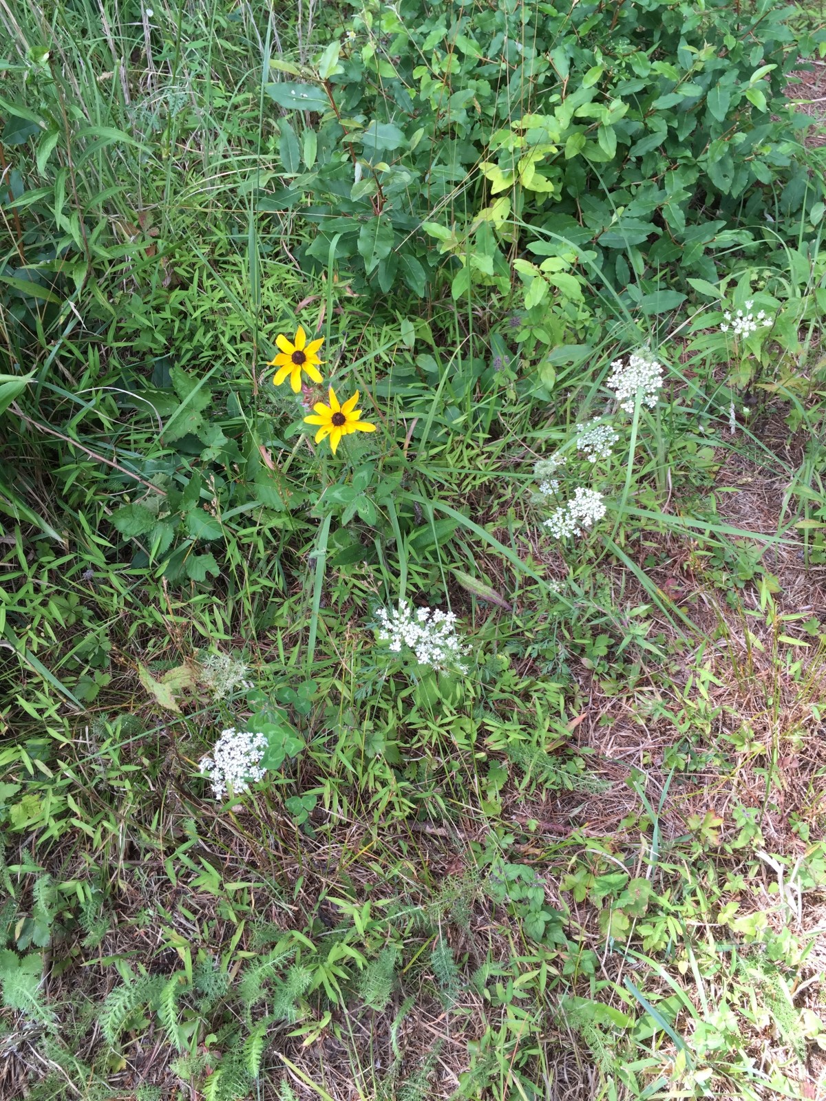 Mid-summer Queen Ann's lace and Black-Eyed Susan