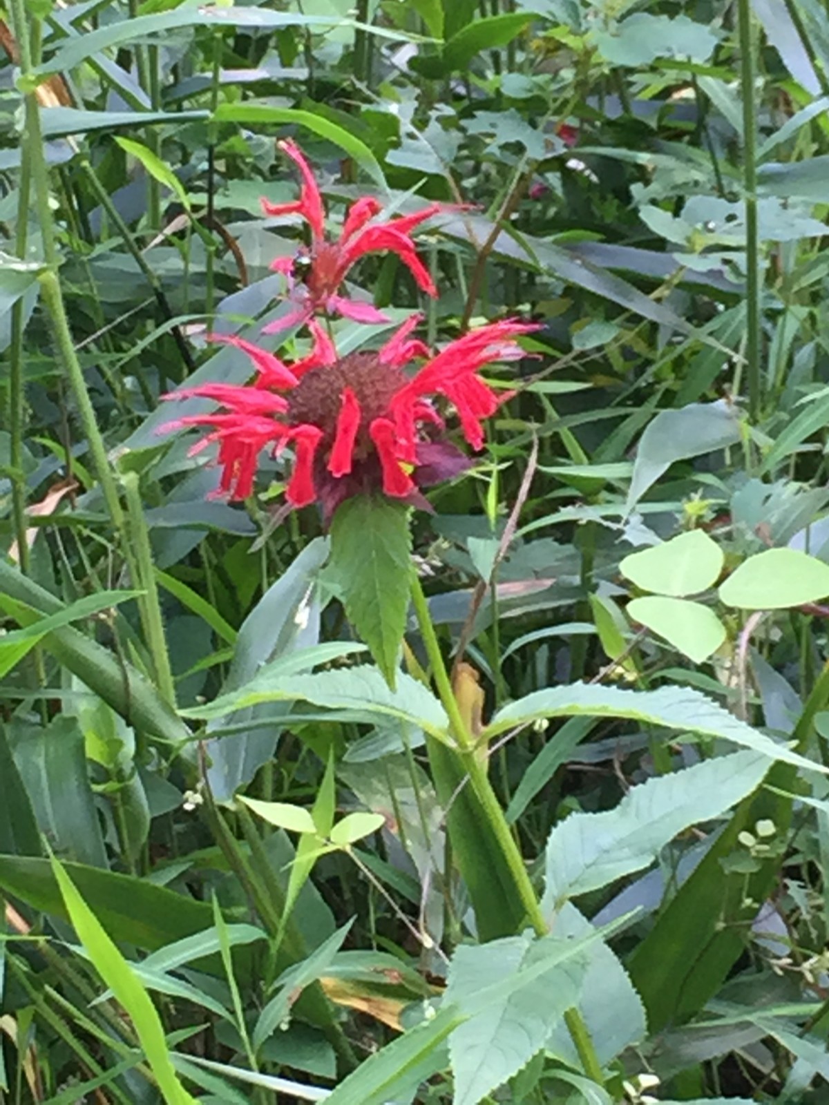 Bright summer color-Bee Balm 