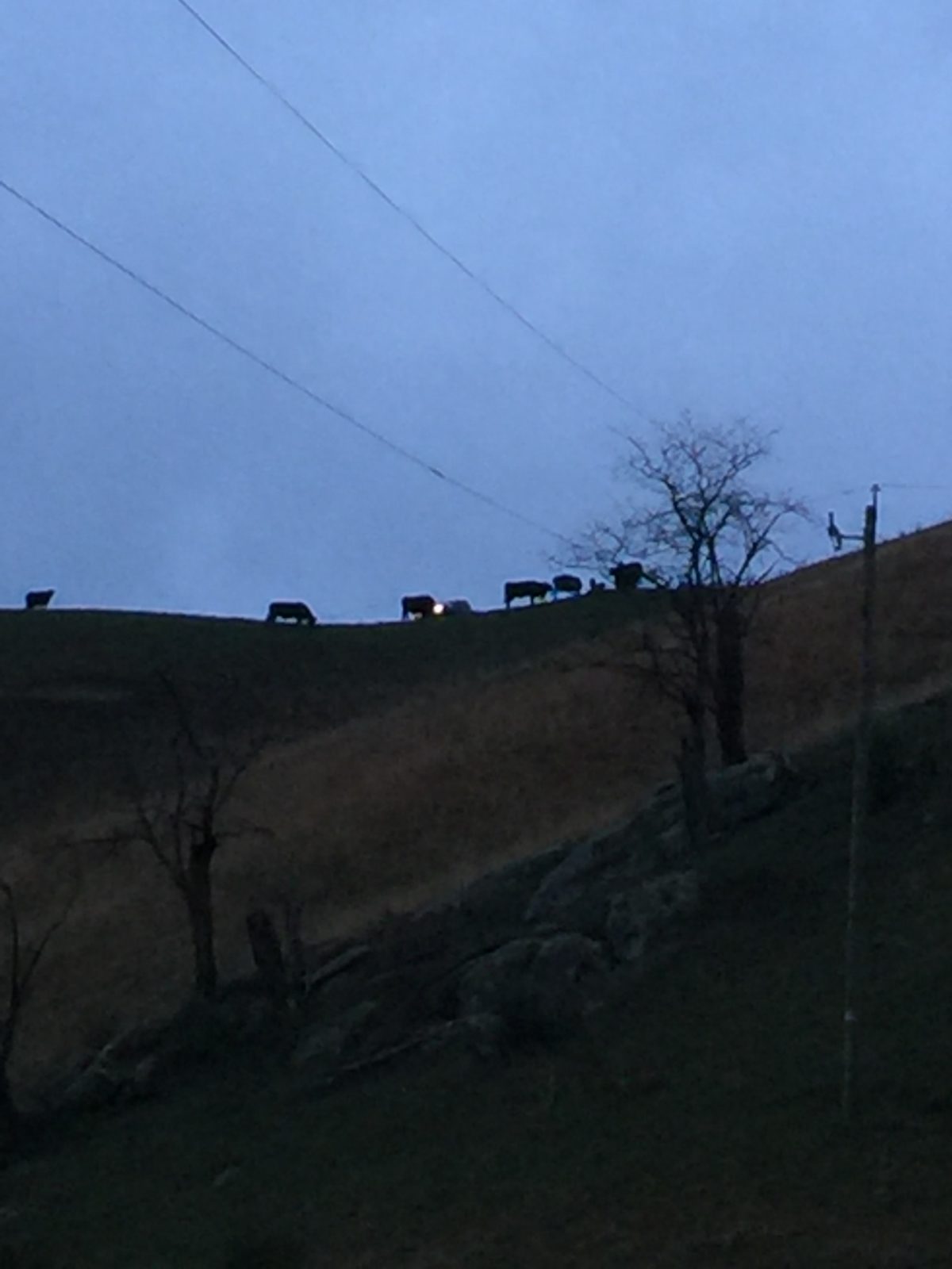 Farmer's truck with his cattle at night